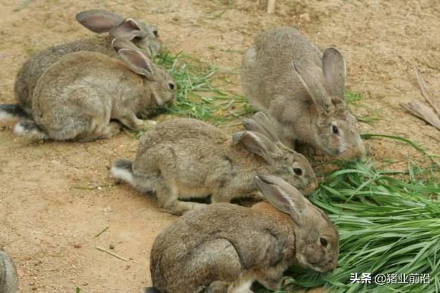 野兔的生活习性和饲养方法:在农村散养鸡厂，鸡和野兔可以混养吗，有什么需要注意的事项？