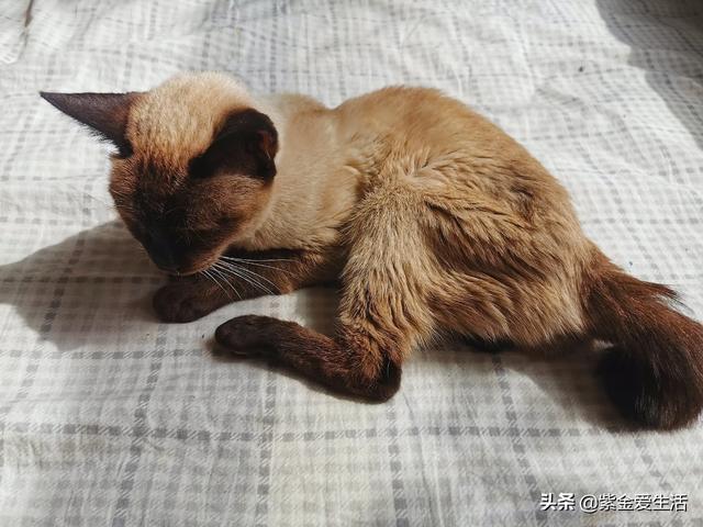 家猫:养一只猫咪会觉得孤单吗？养几只猫是最合适的？