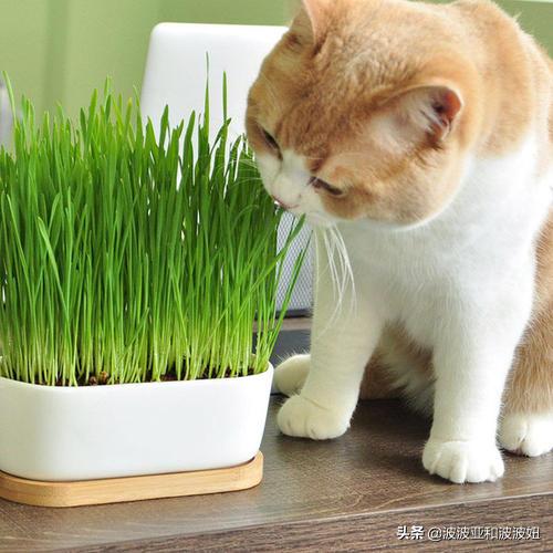 猫咪吃西瓜桃香瓜可以吗:猫咪可以吃香瓜吗 对猫咪有益的食材有哪些？