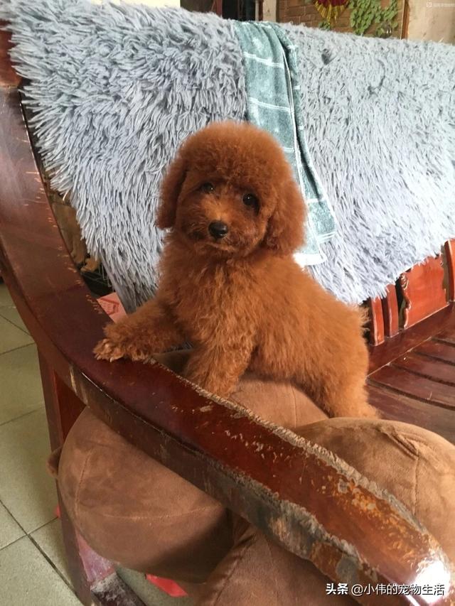 珍岛狗适合家养吗:为什么说泰迪犬很适合家养呢？