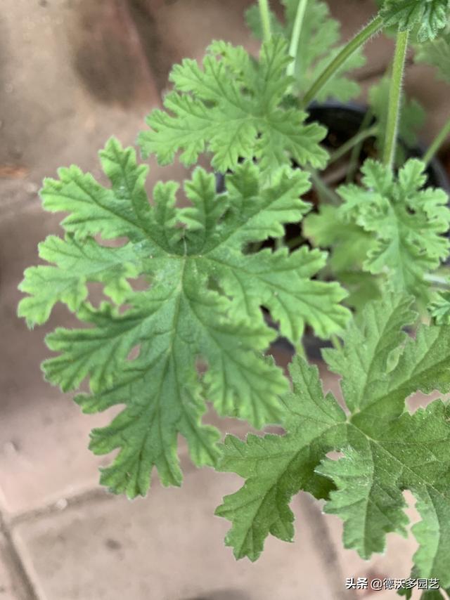 驱蚊草有用吗:驱蚊草真的有用吗？在花园里劳作，如何不被蚊子骚扰？