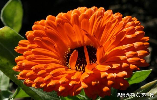 金盏菊:金盏菊几月播种好？如何养护？