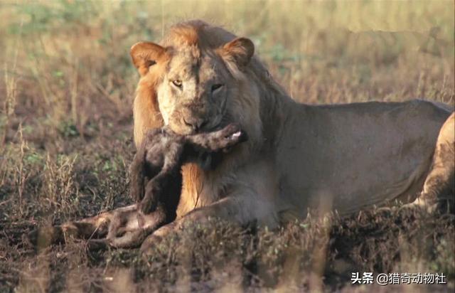 斑鱼狗鸟视频:鬣狗捡到狮子尸体，为何吃了几口就跑掉了？