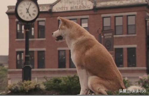 八公犬的故事:忠犬八公的真实故事是怎样的？