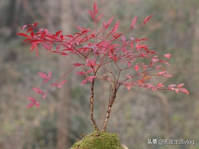头条问答 南天竹盆栽需注意些什么 29个回答