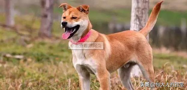 中华田园犬图片:关于禁养中华田园犬（俗称土狗）的内容引发热议对此，你怎么看？