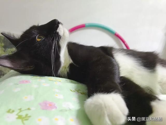 爱上宠物网下载:遇到一个喜欢宠物的女朋友，是什么样的体验？
