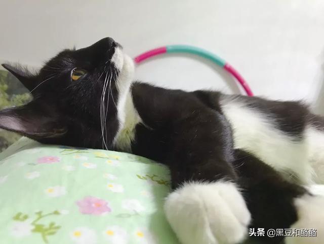 爱上宠物网:狗和猫喜欢被人养着吗？如果可以选择它们会选择住猫狗笼吗？