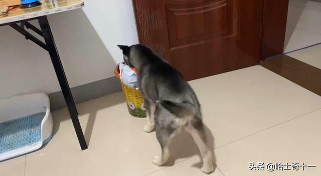 美版的狗狗向前冲:为什么我不认识的狗狗会跟我走？
