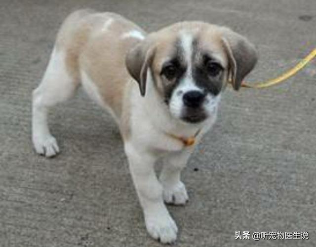 不是纯种博美犬怎么养:博美犬一般可长到多少斤重呢？