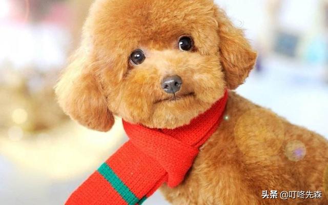 母狗奴:抱养了一只30天小泰迪母犬，喂了5天了，接下来怎么养呢？ 母狗奴隶性