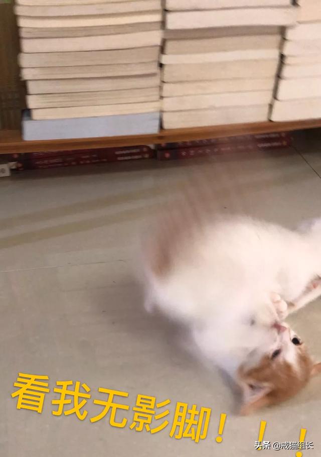 猫咪不乖by:猫咪好像不开心，怎么办？