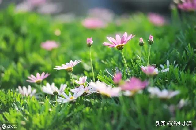 马上中秋了,今年中秋晚会你会去看吗,为什么？