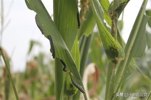双斑绿柳莺:湖南农村的山水，还有哪些蛇比较常见？