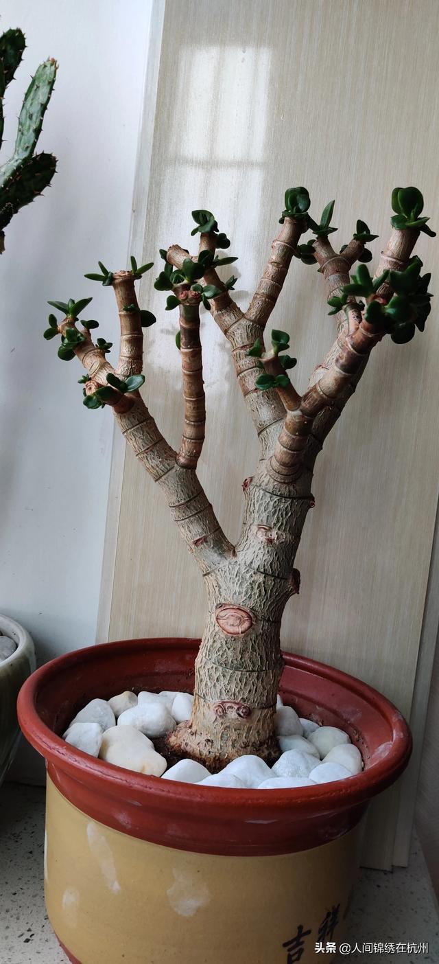 玉树养成盆景的几个技巧，为什么有人养在室内就容易挂掉呢？插图56