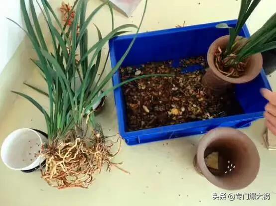 兰花的种植方法方法视频:夜兰花种植方法视频 有人送了一盆兰花，不知道怎么养，想养开花？