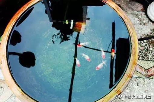 兰寿金鱼的饲养方法视频:一米五的鱼缸五条金鱼，不开过滤可以吗？