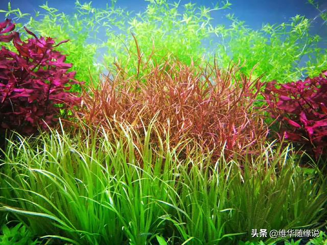 七彩神仙鱼论坛七彩神仙:七彩神仙鱼常见病该如何预防和治疗？体黑由哪些原因造成？