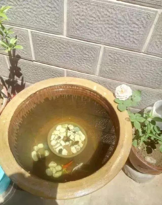 蜈蚣草图片:蜈蚣草图片的使用方法 古法养鱼，缸水变绿了怎么办？