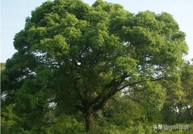 桢楠树是国家保护树:香樟树是不是国家保护植物？