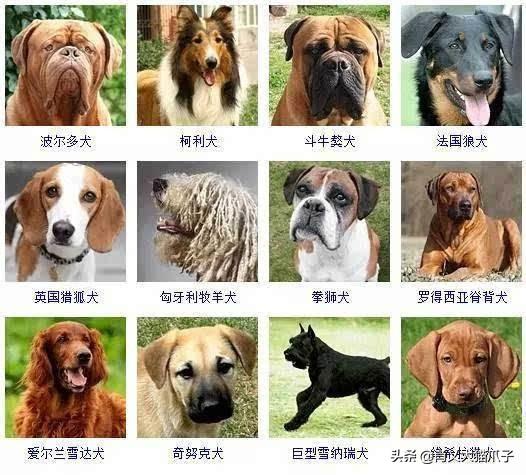 哈士奇 狼:如果把狼和哈士奇关在一起，狼会觉得哈士奇是同类吗？