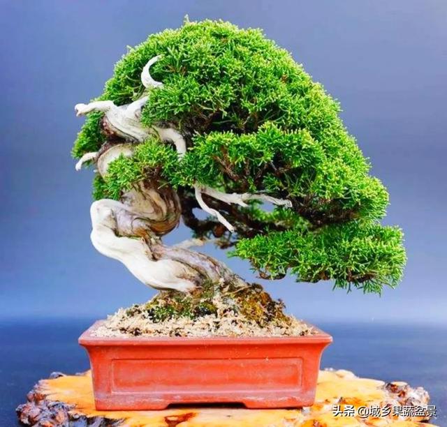 元宝枫图片:元宝枫图片大全大图 挖桩应该在什么时候移栽，是休眠期移栽好，还是刚要萌芽时？