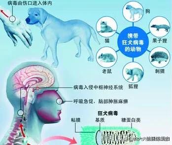 上海狂犬病发病率:被健康的狗咬伤，需不需要打狂犬疫苗？