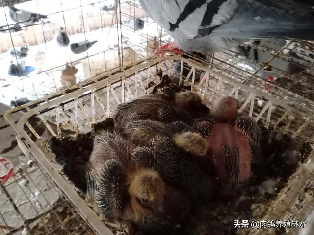 滴虫病怎么预防:幼鸽毛滴虫严重，能清理吗？用药后对幼鸽影响大吗？