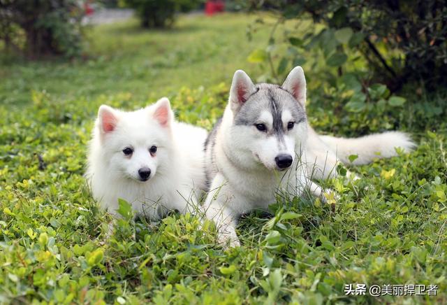 忆宠物摄影:怎样给宠物拍出高格调的照片？