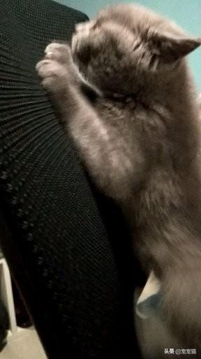小猫图片:小猫图片简笔画 养猫的人，一般都关注猫咪的哪些问题？