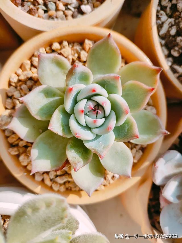 头条问答 为了避免买到相同的品种 请问有哪些多肉植物有别的名字 一沙一世界的回答 0赞