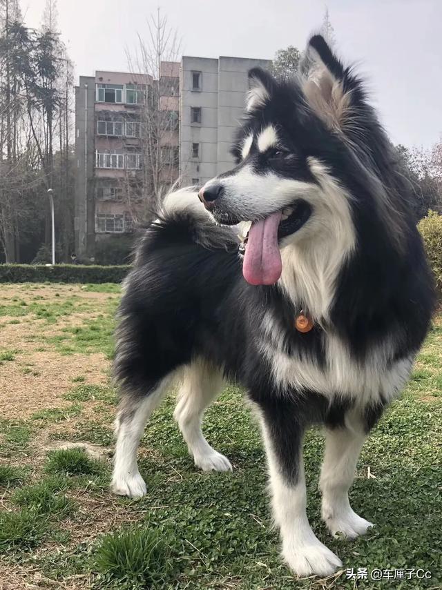 狗难产征兆:金丝熊难产的征兆 一般狗怀胎了出现不吃饭的症状是要生小狗了吗？