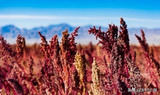 什么食品可以放10年以上还可以吃？插图55