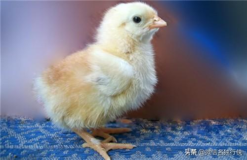 脑脊髓炎:脑脊髓炎怎么治疗 小鸡头只会且一直扭朝一个方向，什么病？