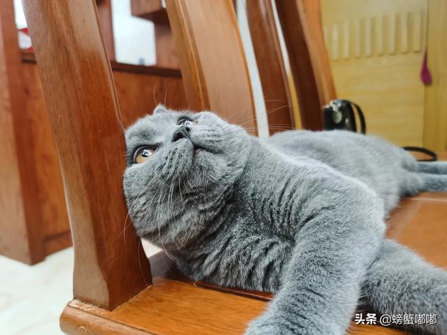 逃出可爱猫咪房间:小猫刚回新家一直躲着不出来怎么办？ 猫咪逃离密室