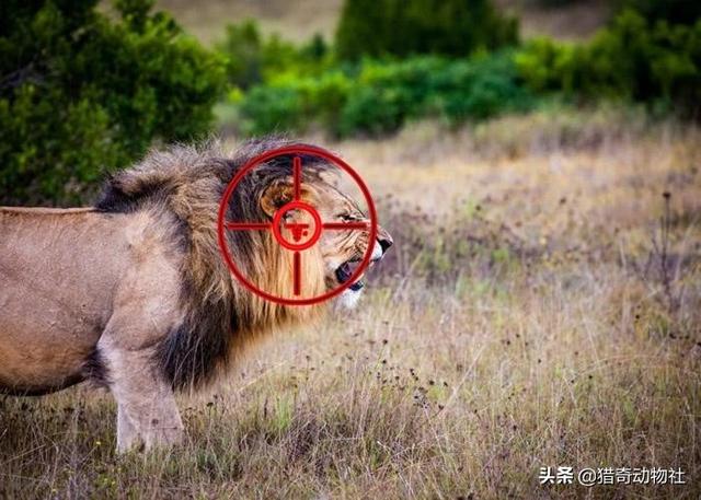 日本三毛别罴事件:棕熊，狮，虎是咬死人还是吃人？