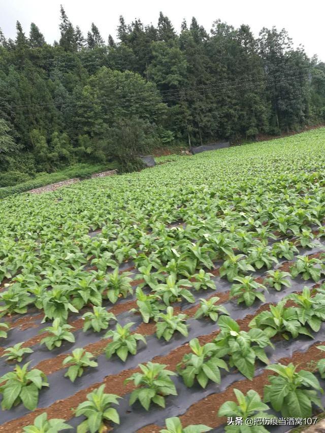 熟草怎么除？