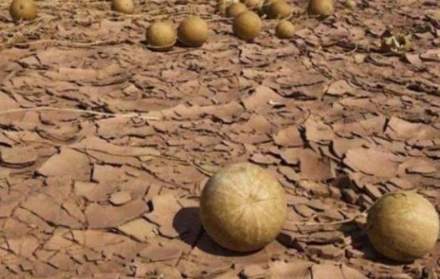 戈壁西瓜为什么禁种，新疆的沙漠里遍地是西瓜，为何却无人敢吃？