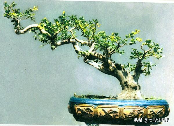 黄杨球修剪评分标准:黄杨球怎么修剪 黄杨球叶子发卷怎么、回事？