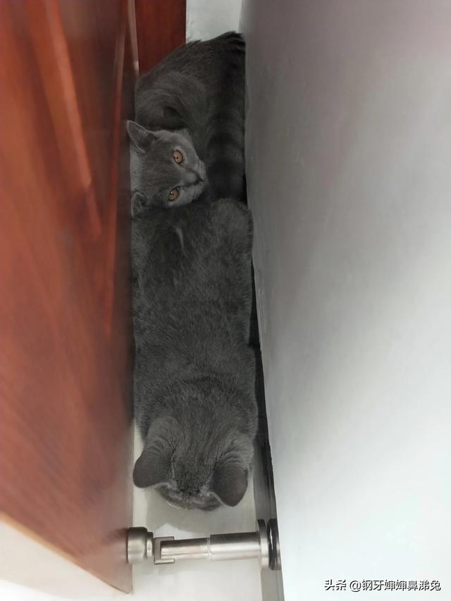 头条问答 350元的蓝猫能买吗 怎么样 26个回答