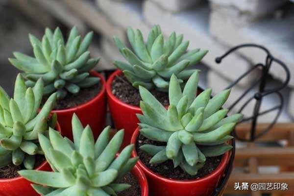 千佛手多肉:千佛手多肉怎么修剪造型 多肉植物千佛手怎么养谁比较懂？哪位网友晓得？