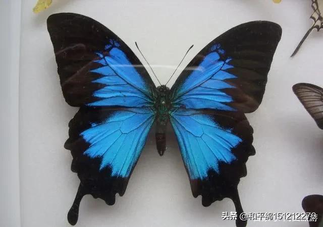 你见过最美的蝴蝶图片是什么？
