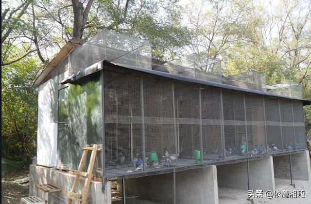 超声波驱狗器:鸽子窝傍边能安装超声波驱猫器吗？