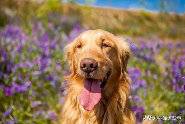 金毛犬有什么缺点？插图16