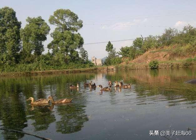 鱼会吃观赏植物吗?:淡水鱼塘什么动物吃腐蚀性植物？