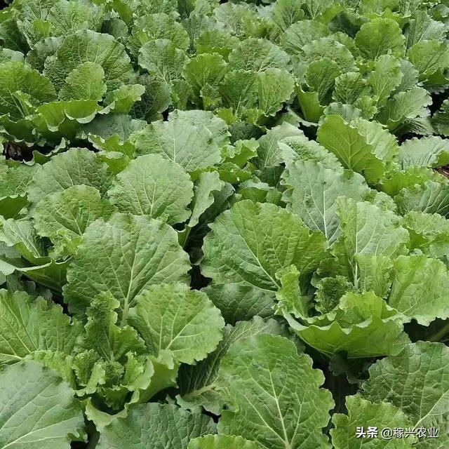 头条问答 大白菜食叶害虫有哪些 大白菜食叶害虫怎么防治 稼兴农业的回答 0赞