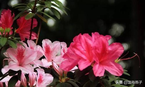 描写杜鹃花的诗词句子有哪些呢？怎么样？