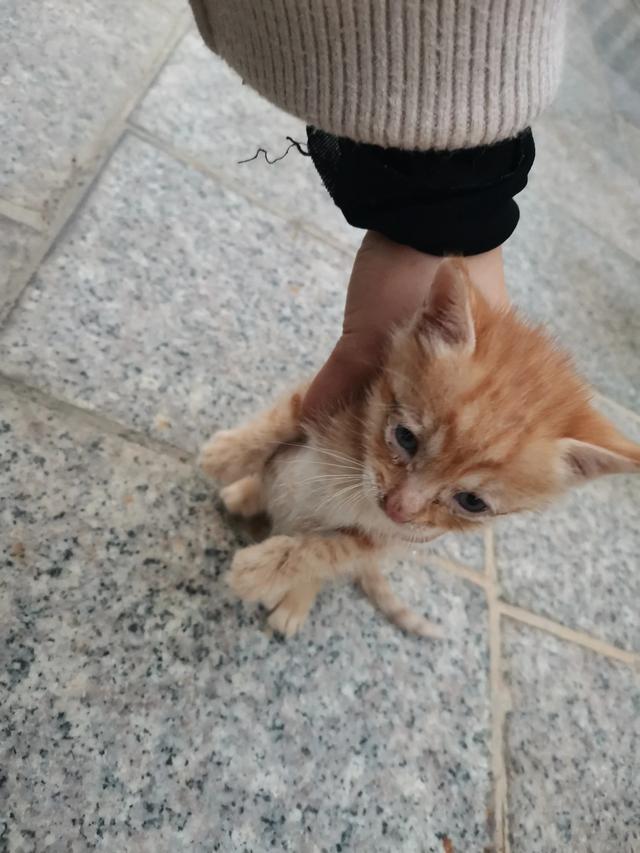 流浪猫:养流浪猫是种什么体验呢？ 流浪猫鲍勃