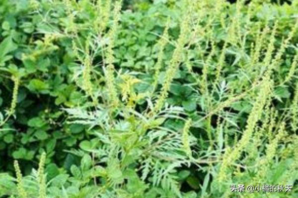 中国冠毛:盘点中国八大外来入侵物种？