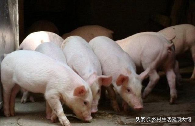 农村养猪赚钱吗，农村小型养猪场赚钱吗？